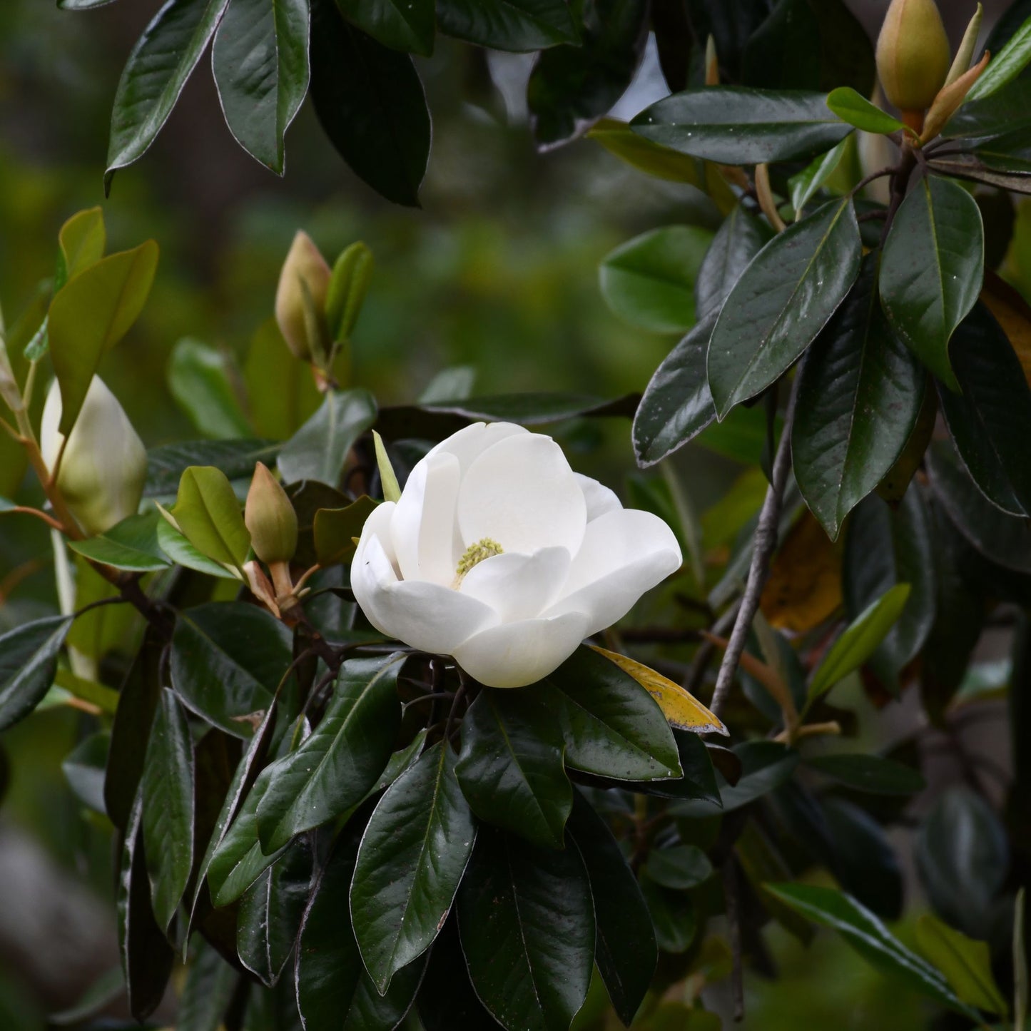 Magnolia Foliage