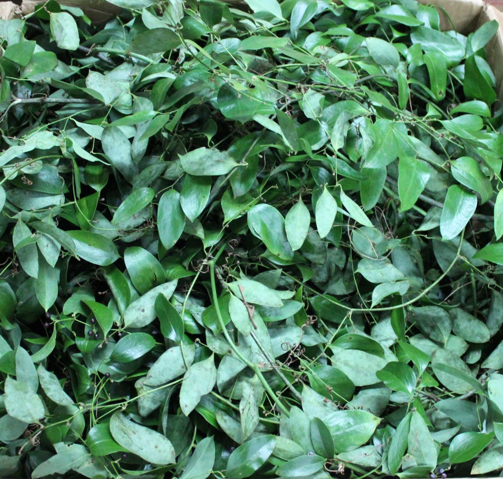 Smilax