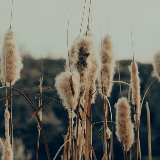 Cattails