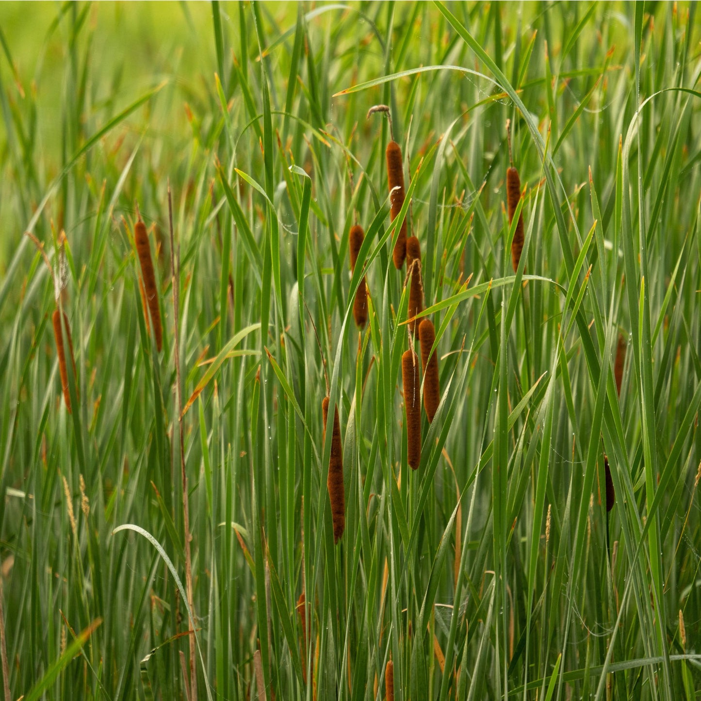 Cattails