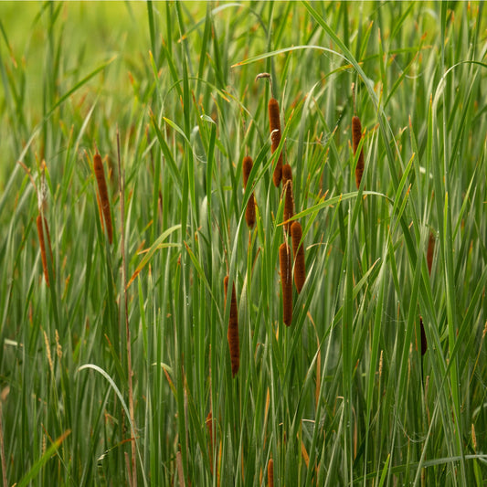 Cattails