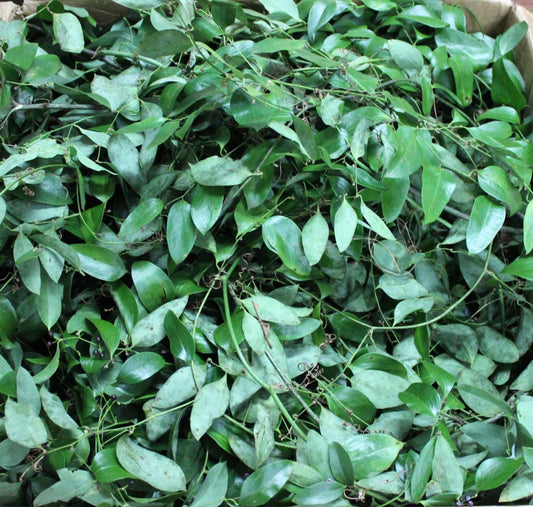 Smilax