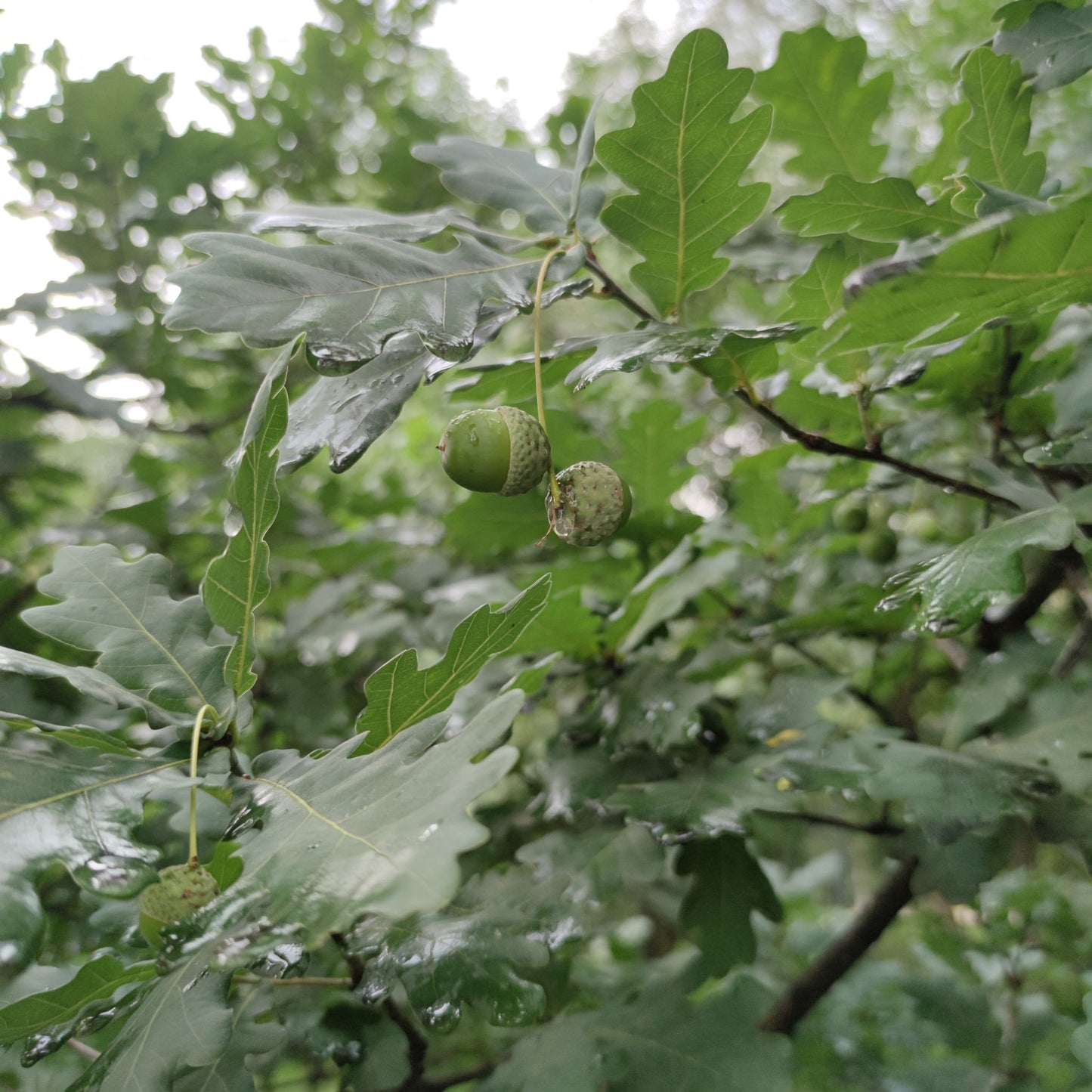 Water Oak Branches